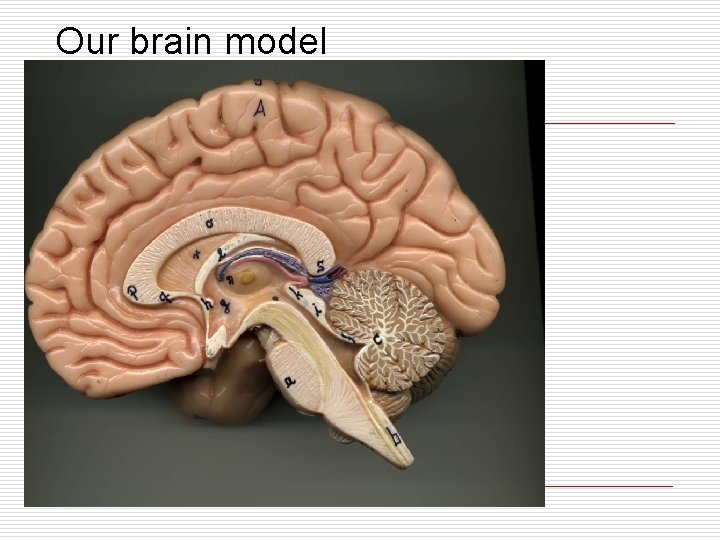 Our brain model 