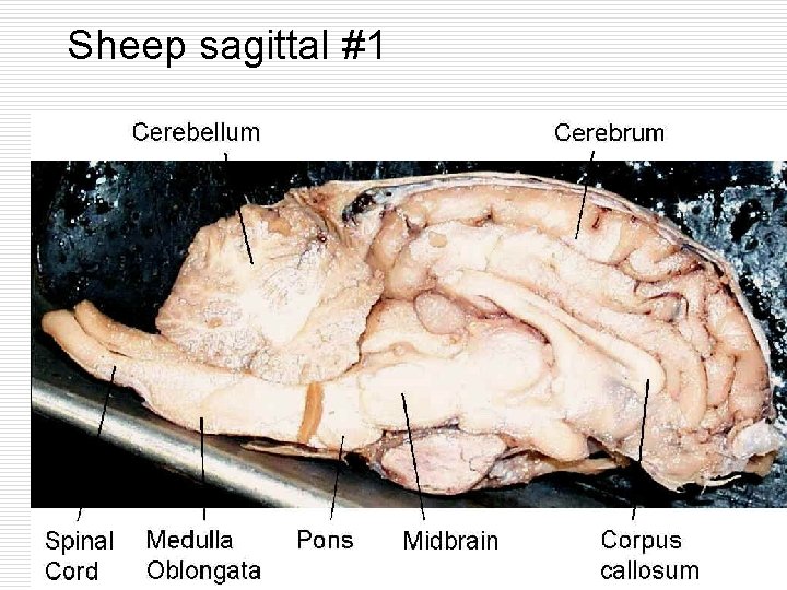 Sheep sagittal #1 
