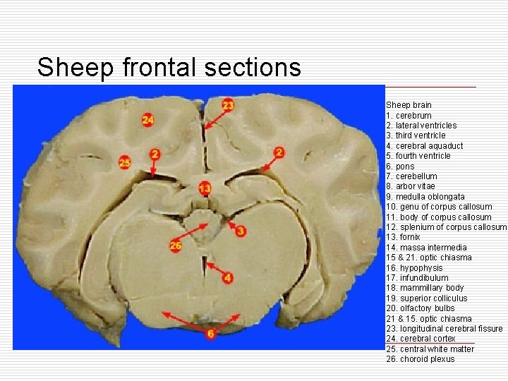 Sheep frontal sections Sheep brain 1. cerebrum 2. lateral ventricles 3. third ventricle 4.