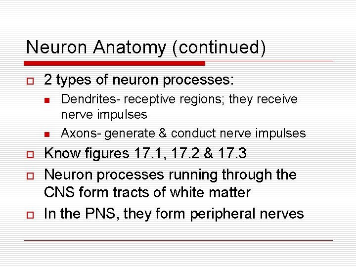 Neuron Anatomy (continued) o 2 types of neuron processes: n n o o o