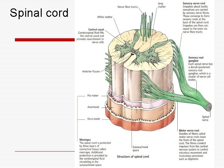 Spinal cord 