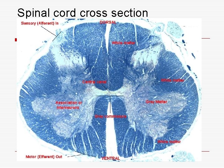 Spinal cord cross section 