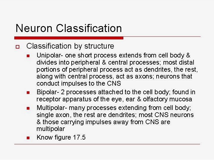 Neuron Classification o Classification by structure n n Unipolar- one short process extends from