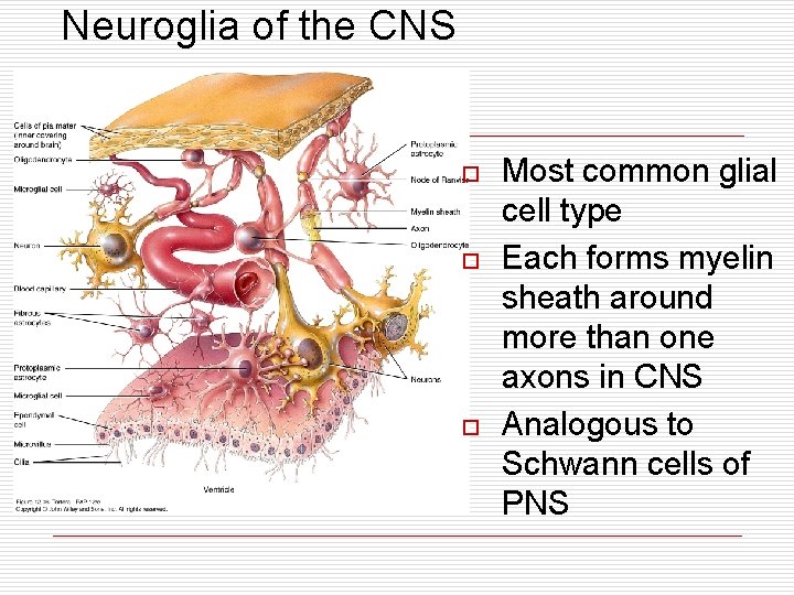 Neuroglia of the CNS o o o Most common glial cell type Each forms