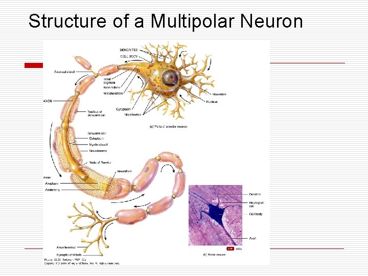 Structure of a Multipolar Neuron 