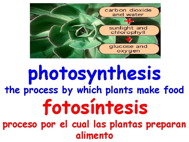 photosynthesis the process by which plants make food fotosíntesis proceso por el cual las