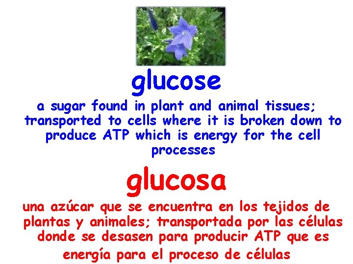 glucose a sugar found in plant and animal tissues; transported to cells where it