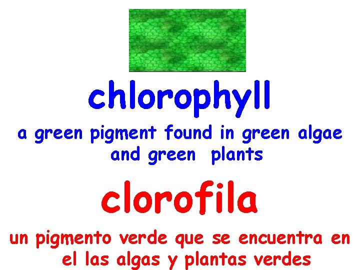 chlorophyll a green pigment found in green algae and green plants clorofila un pigmento