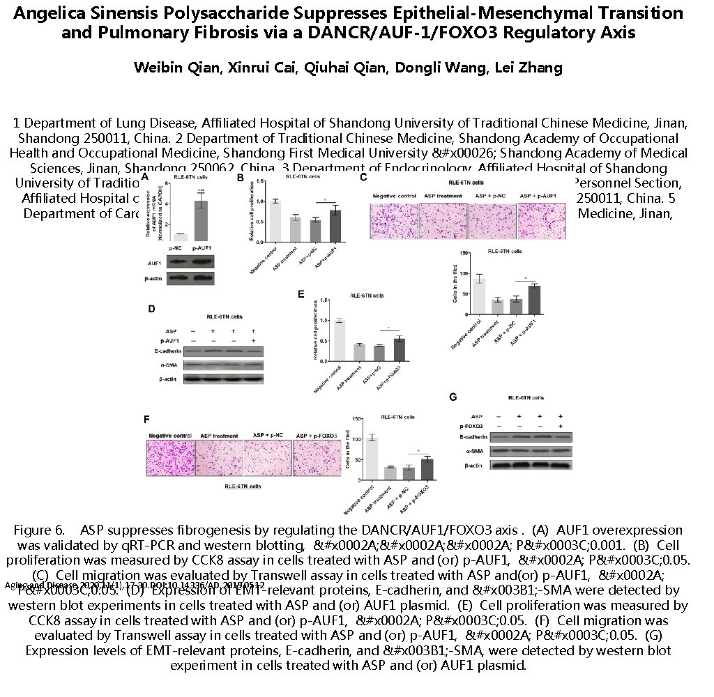 Angelica Sinensis Polysaccharide Suppresses Epithelial-Mesenchymal Transition and Pulmonary Fibrosis via a DANCR/AUF-1/FOXO 3 Regulatory