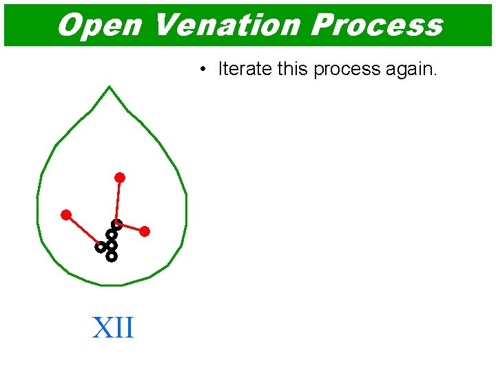 Open Venation Process • Iterate this process again. XII 