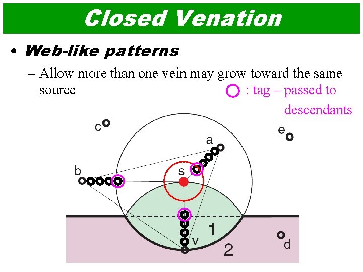 Closed Venation • Web-like patterns – Allow more than one vein may grow toward