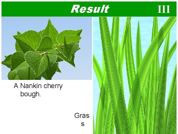 Result A Nankin cherry bough. Gras s III 