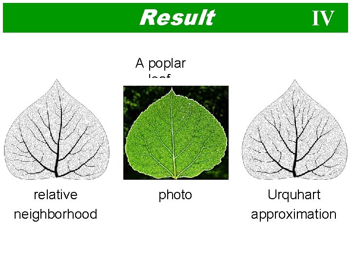 Result IV A poplar leaf relative neighborhood photo Urquhart approximation 