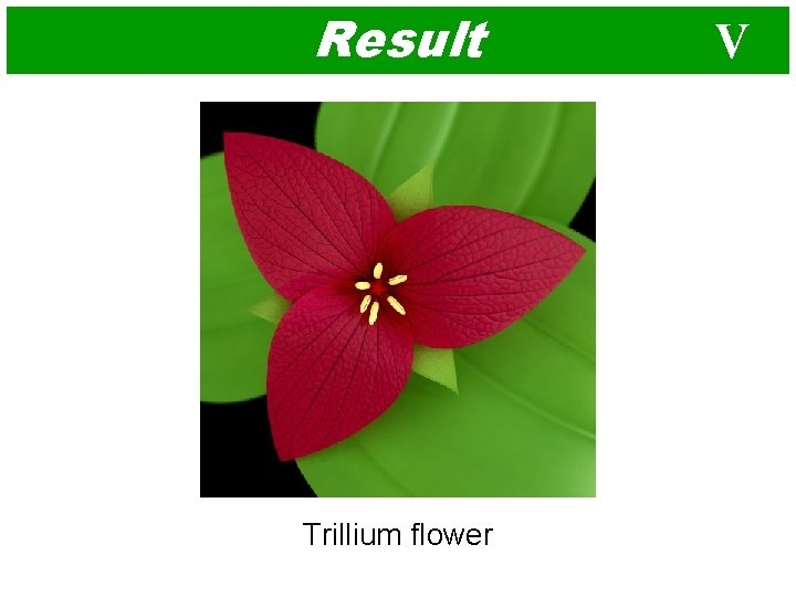 Result Trillium flower V 