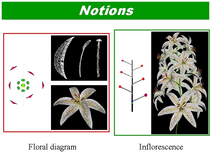 Notions Floral diagram Inflorescence 