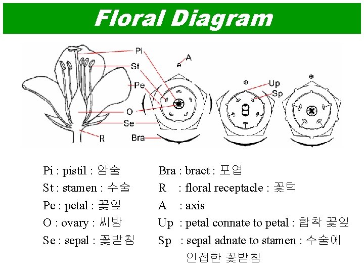 Floral Diagram Pi : pistil : 암술 St : stamen : 수술 Pe :