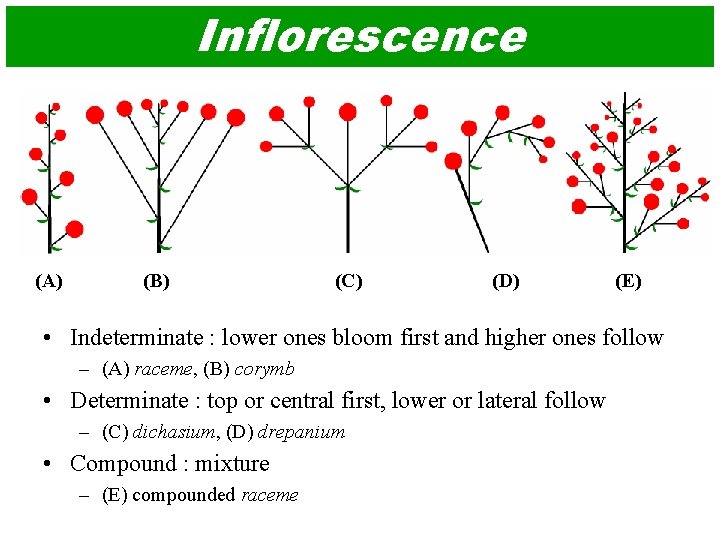 Inflorescence (A) (B) (C) (D) (E) • Indeterminate : lower ones bloom first and