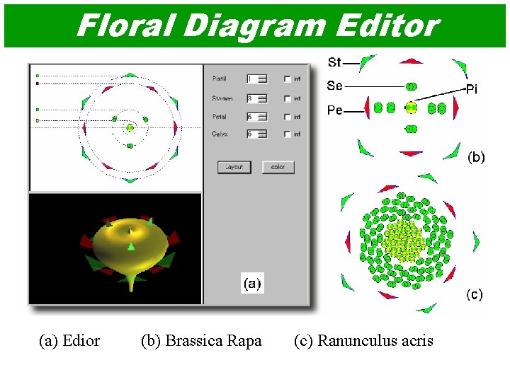 Floral Diagram Editor (a) Edior (b) Brassica Rapa (c) Ranunculus acris 