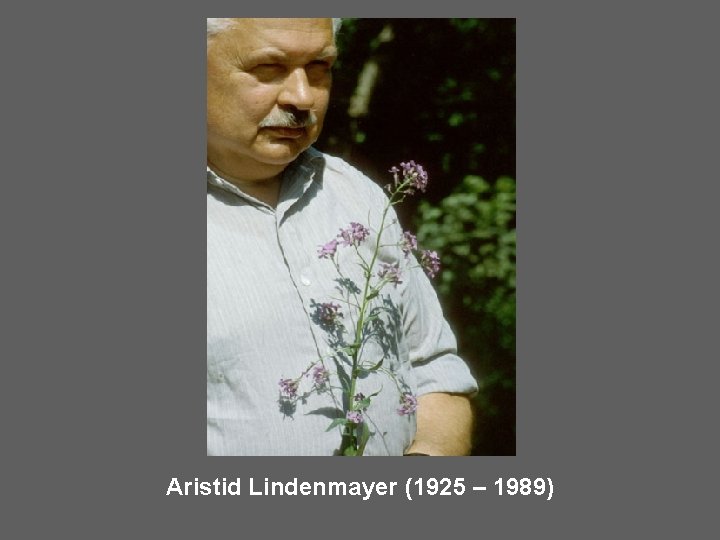 Aristid Lindenmayer (1925 – 1989) 