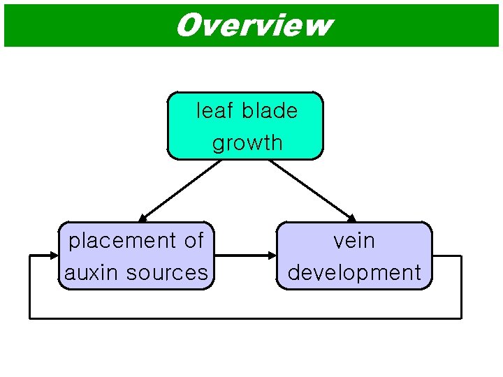 Overview leaf blade growth placement of auxin sources vein development 