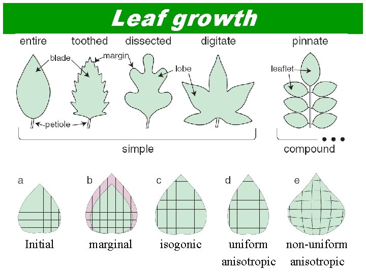 Leaf growth Initial marginal isogonic uniform non-uniform anisotropic 