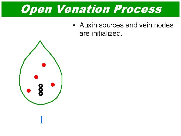 Open Venation Process • Auxin sources and vein nodes are initialized. I 