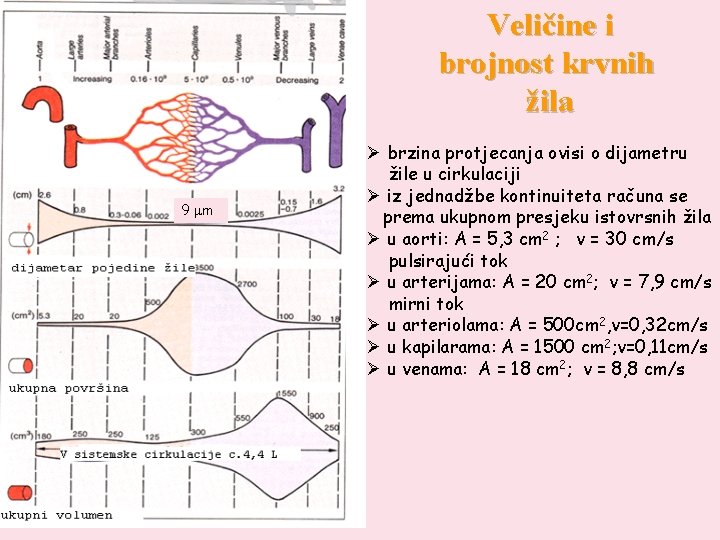 Veličine i brojnost krvnih žila 9 mm Ø brzina protjecanja ovisi o dijametru žile