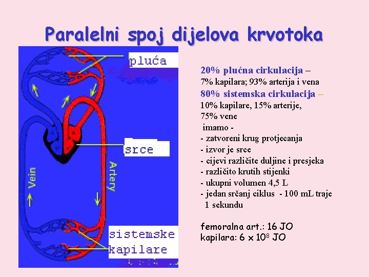 Paralelni spoj dijelova krvotoka 20% plućna cirkulacija – 7% kapilara; 93% arterija i vena