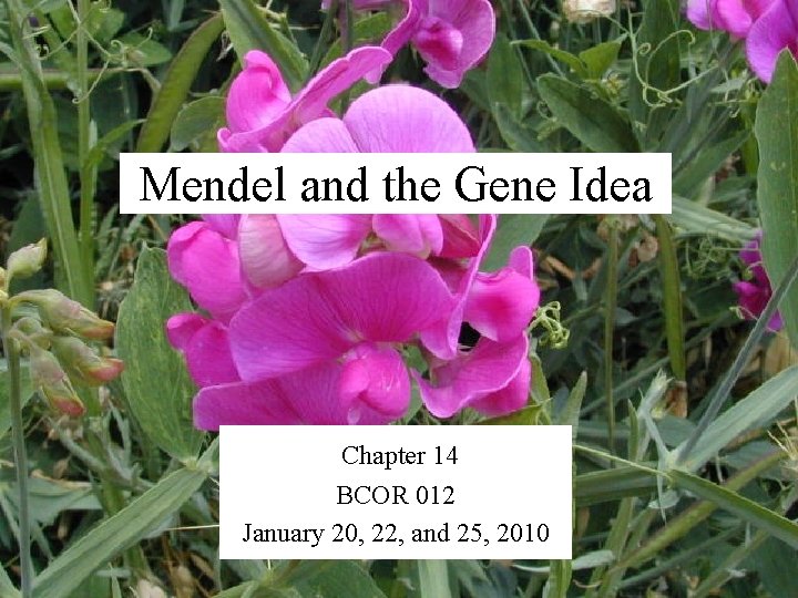 Mendel and the Gene Idea Chapter 14 BCOR 012 January 20, 22, and 25,