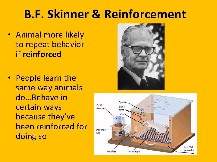 B. F. Skinner & Reinforcement • Animal more likely to repeat behavior if reinforced