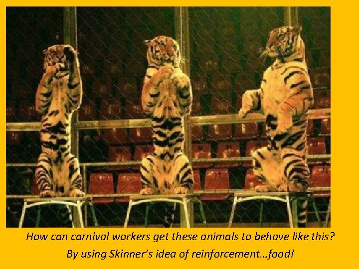 How can carnival workers get these animals to behave like this? By using Skinner’s