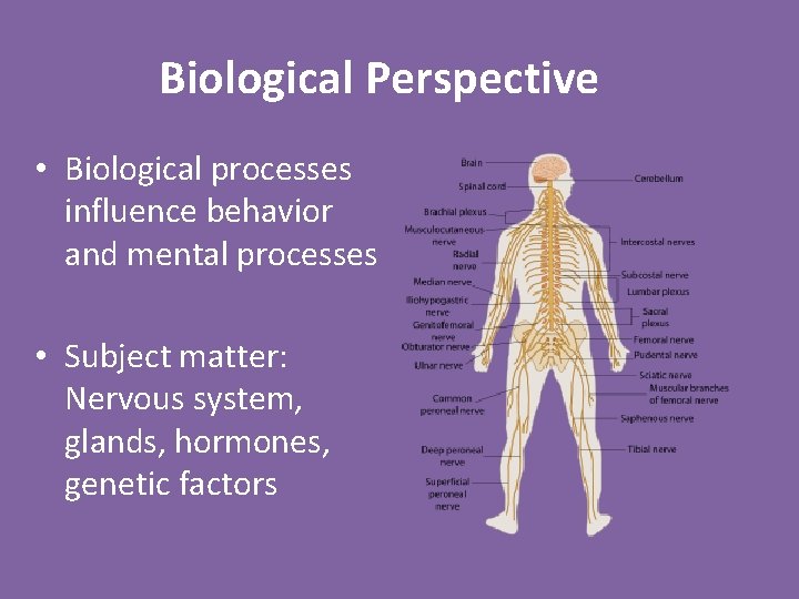 Biological Perspective • Biological processes influence behavior and mental processes • Subject matter: Nervous