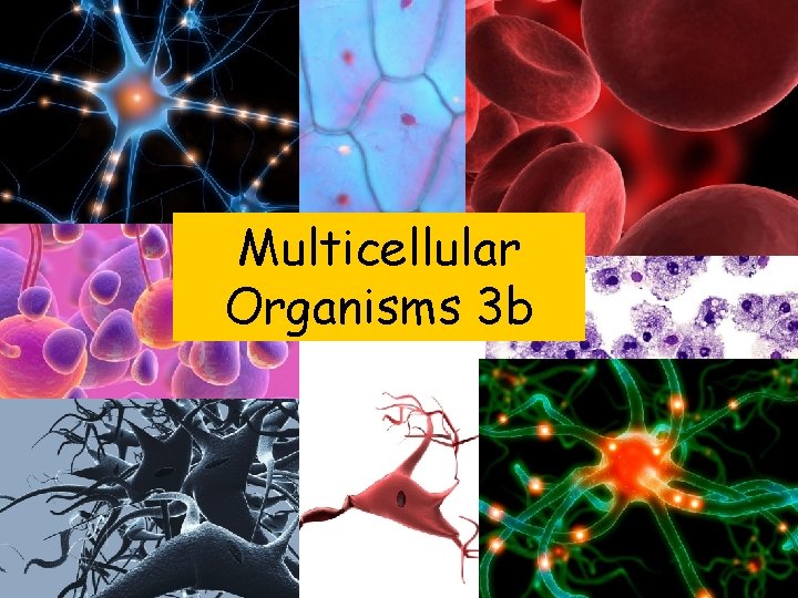 Multicellular Organisms 3 b 