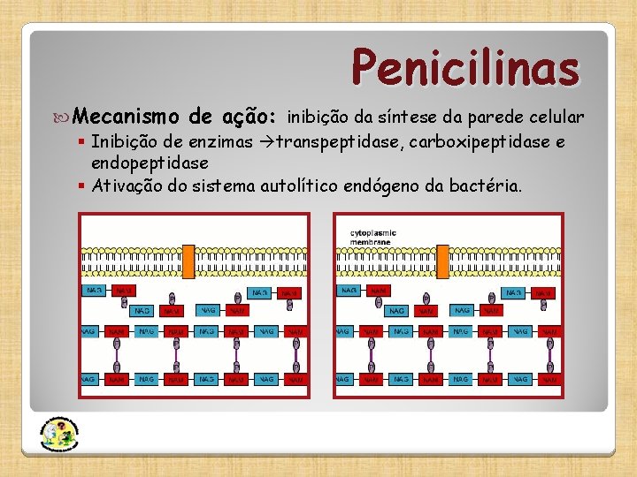 Penicilinas Mecanismo de ação: inibição da síntese da parede celular § Inibição de enzimas