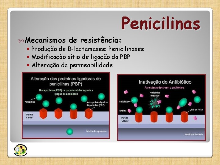 Penicilinas Mecanismos de resistência: § Produção de B-lactamases: Penicilinases § Modificação sítio de ligação