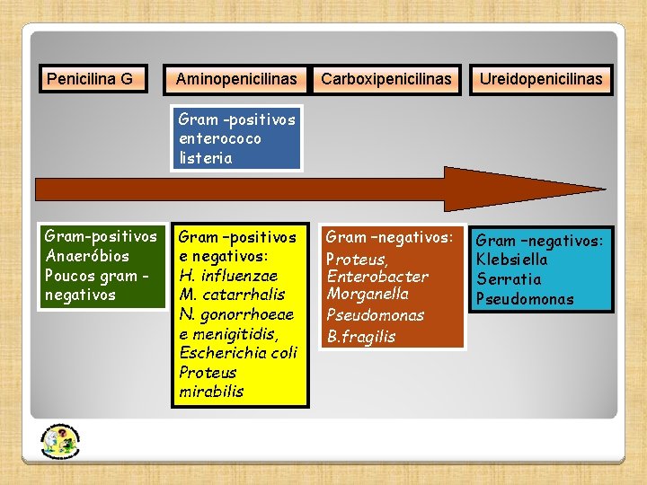 Penicilina G Aminopenicilinas Carboxipenicilinas Ureidopenicilinas Gram –negativos: Proteus, Enterobacter Morganella Pseudomonas B. fragilis Gram