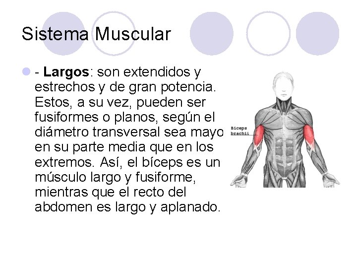 Sistema Muscular l - Largos: son extendidos y estrechos y de gran potencia. Estos,