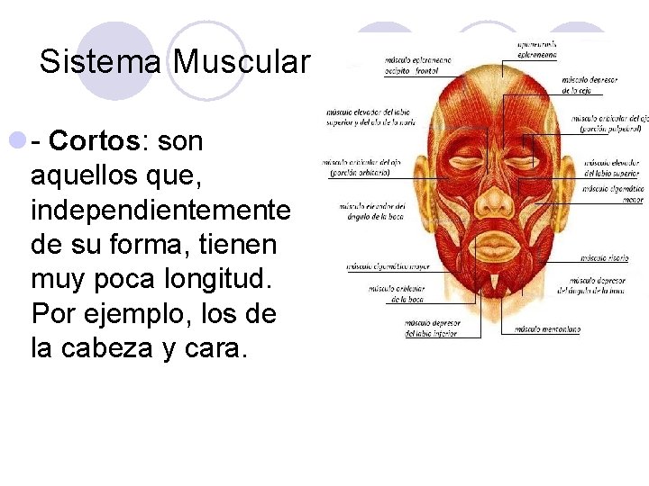 Sistema Muscular l - Cortos: son aquellos que, independientemente de su forma, tienen muy