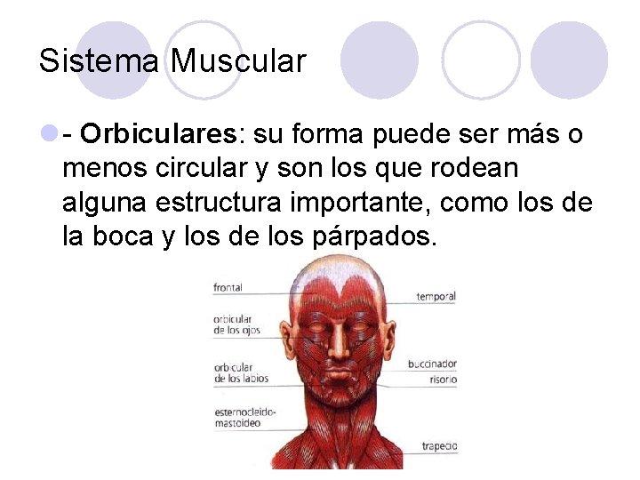 Sistema Muscular l - Orbiculares: su forma puede ser más o menos circular y