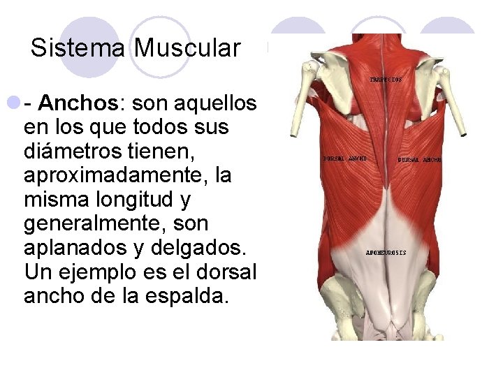 Sistema Muscular l - Anchos: son aquellos en los que todos sus diámetros tienen,