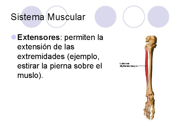 Sistema Muscular l Extensores: permiten la extensión de las extremidades (ejemplo, estirar la pierna