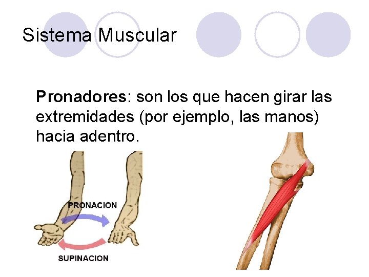 Sistema Muscular Pronadores: son los que hacen girar las extremidades (por ejemplo, las manos)