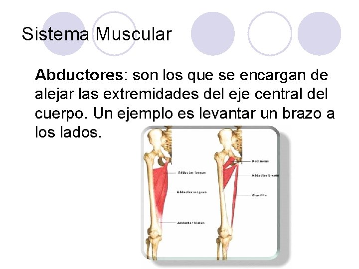 Sistema Muscular Abductores: son los que se encargan de alejar las extremidades del eje