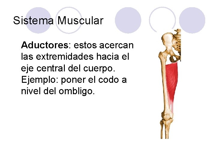 Sistema Muscular Aductores: estos acercan las extremidades hacia el eje central del cuerpo. Ejemplo: