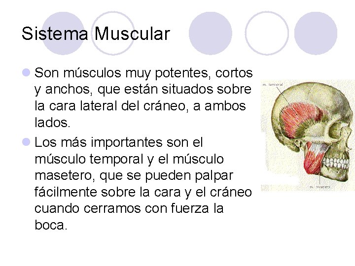 Sistema Muscular l Son músculos muy potentes, cortos y anchos, que están situados sobre