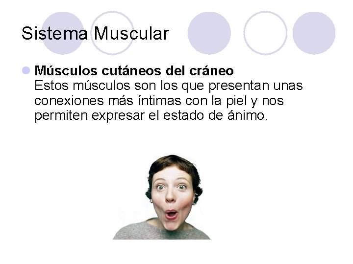 Sistema Muscular l Músculos cutáneos del cráneo Estos músculos son los que presentan unas