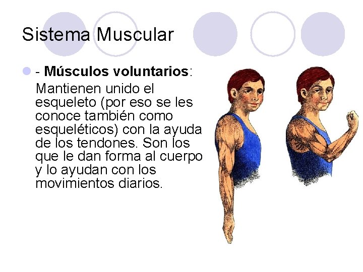 Sistema Muscular l - Músculos voluntarios: Mantienen unido el esqueleto (por eso se les