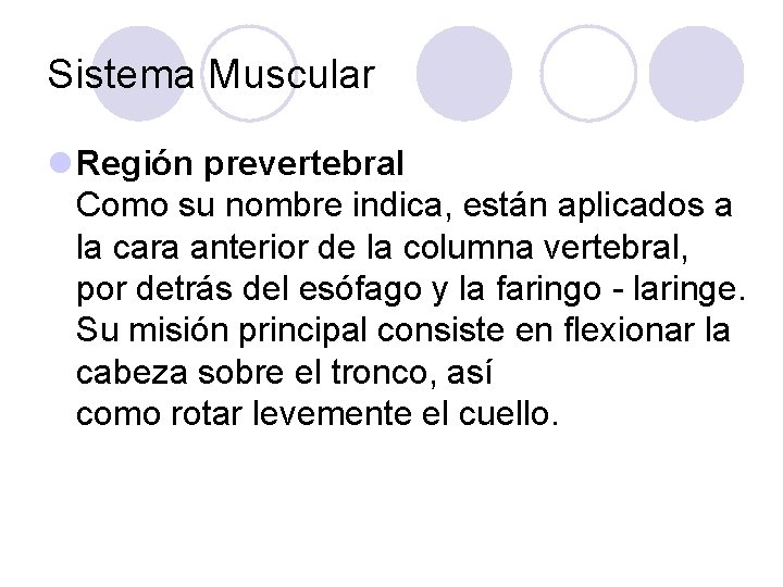Sistema Muscular l Región prevertebral Como su nombre indica, están aplicados a la cara