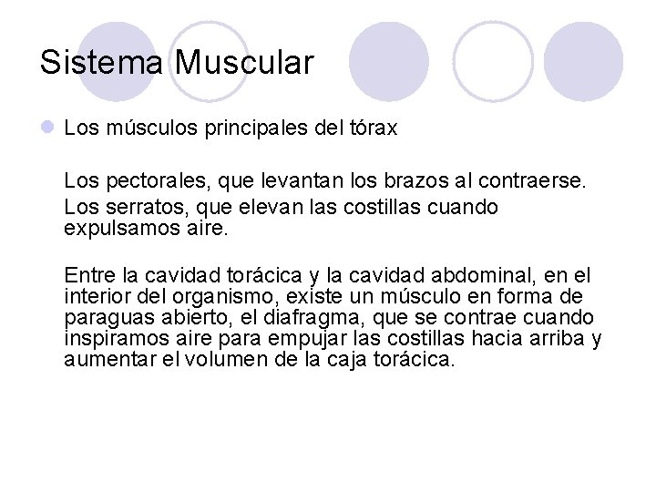 Sistema Muscular l Los músculos principales del tórax Los pectorales, que levantan los brazos