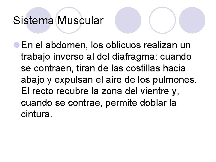 Sistema Muscular l En el abdomen, los oblicuos realizan un trabajo inverso al del